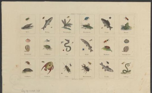Fish and Insects