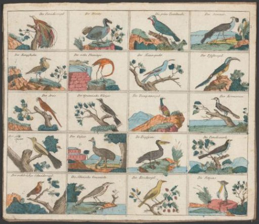 Twenty birds