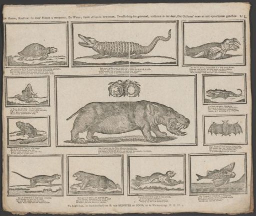 Hippopotamus, crocodile, and other animals