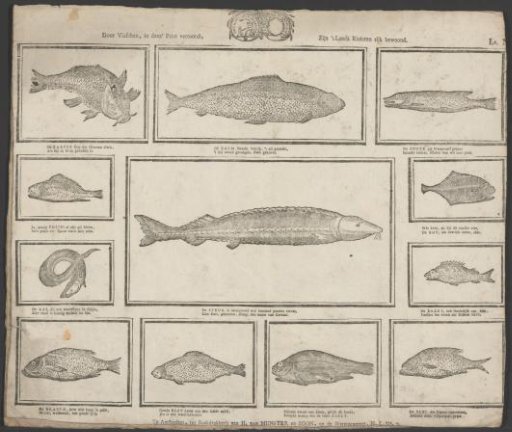 Sturgeon, carp, salmon, pike, and other fish