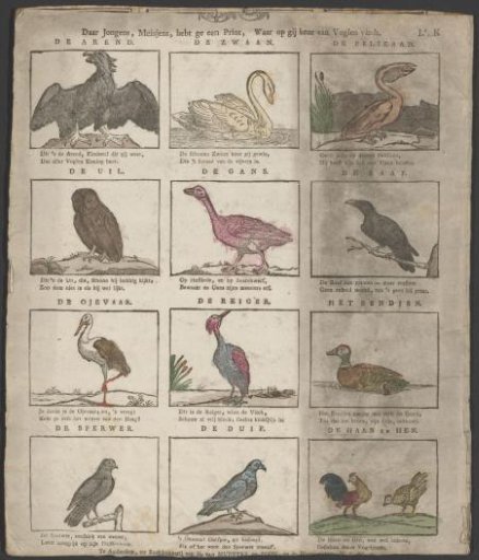 Eagle, swan, pelican and other birds