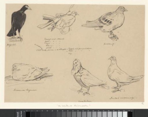 Various pigeon breeds