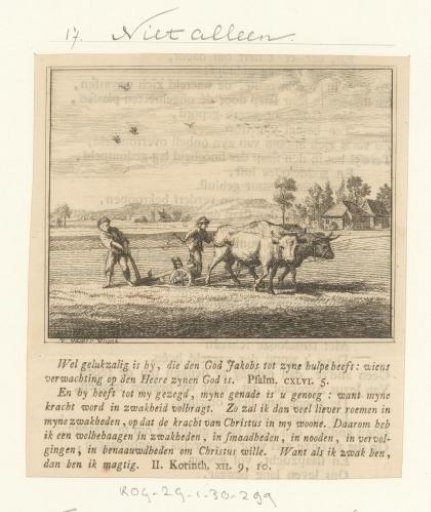 Two oxen pulling a plough