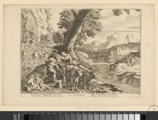 Wine harvest with an ox cart