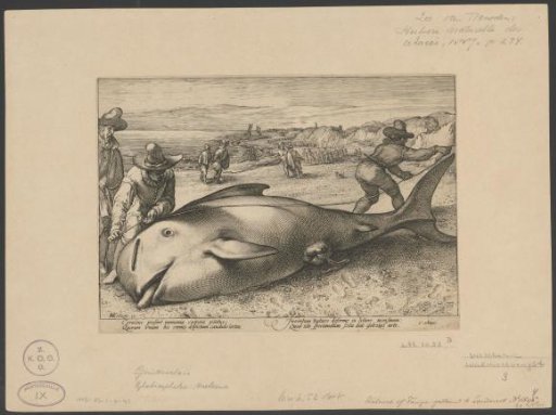 Two men measuring a stranded whale