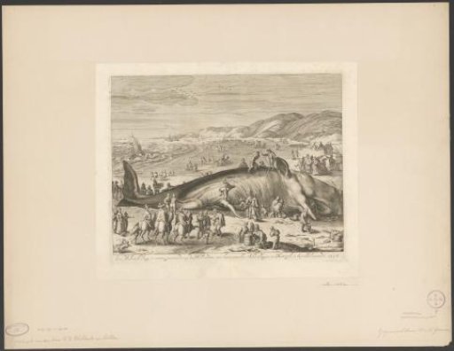 Stranded whale at Berckhey, 1598