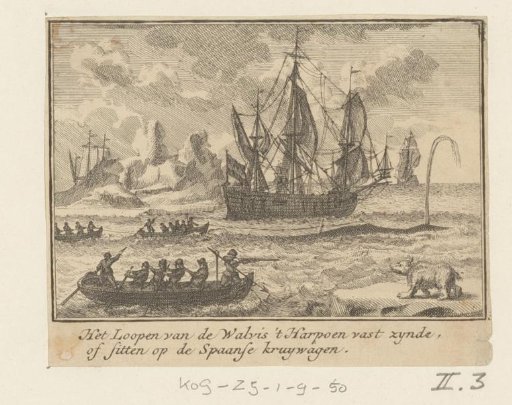 The harpooned whale swimming