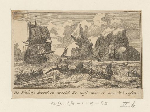 Harpooned whale turning and thrashing while being struck