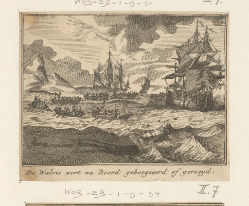 Whale being brought alongside the ship