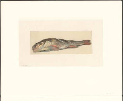 Study of a Fish