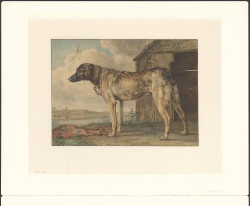 Study of a dog