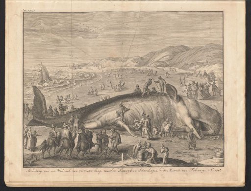 Stranded whale at Berckhey, 1598
