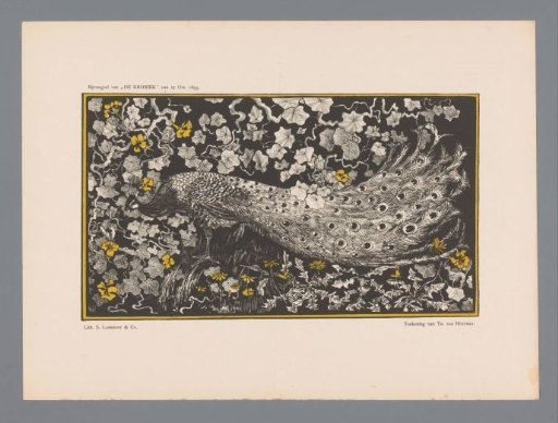 Peacock