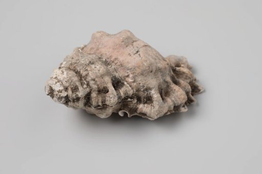 Bursa rubeta shell from the wreck of the Dutch East India ship Witte Leeuw