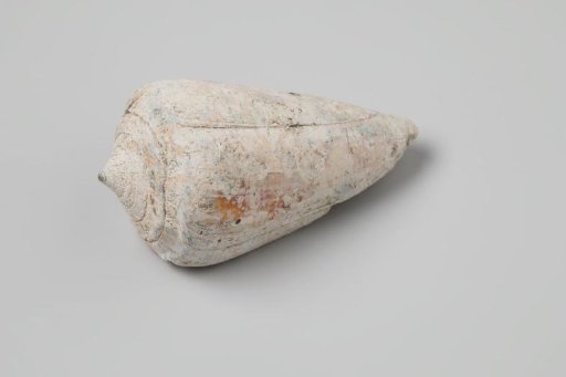 Conus ammiralis shell from the wreck of the Dutch East India ship Witte Leeuw
