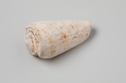 Conus magnus shell from the wreck of the Dutch East India ship Witte Leeuw