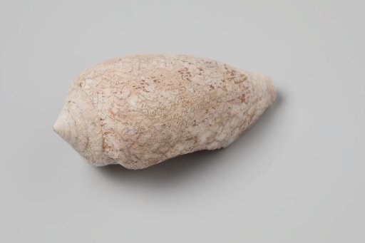 Conus textile shell from the wreck of the Dutch East India ship Witte Leeuw