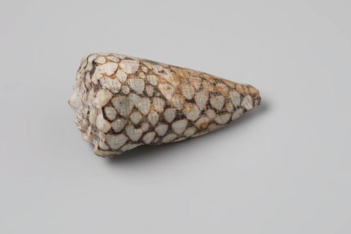Conus marmoreus shell from the wreck of the Dutch East India ship Witte Leeuw