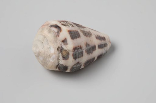 Conus ebraeus shell from the wreck of the Dutch East India ship Witte Leeuw