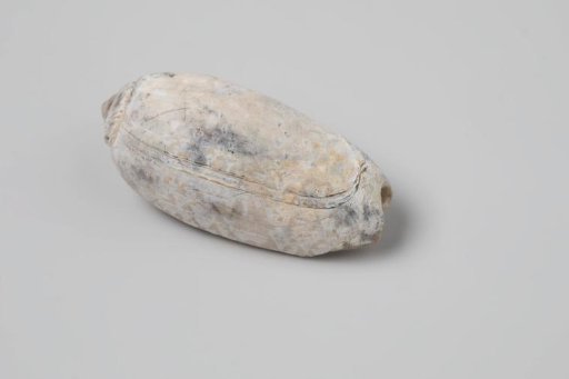 Olivia elegans shell from the wreck of the Dutch East India ship Witte Leeuw