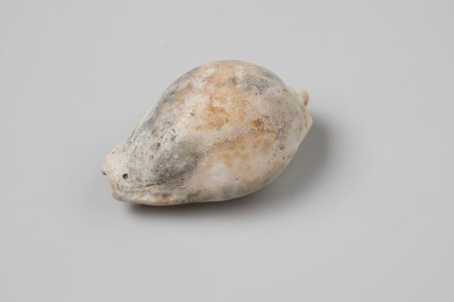 Kauri shell from the wreck of the Dutch East India ship Witte Leeuw