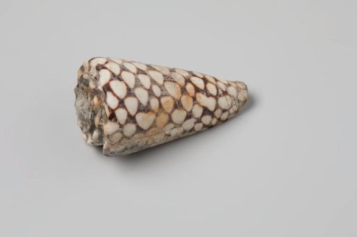 Conus marmoreus shell from the wreck of the Dutch East India ship Witte Leeuw