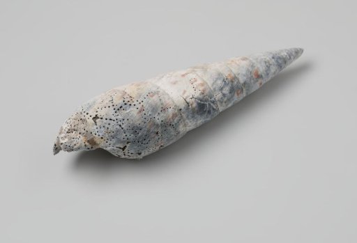 Terebra maculata shell from the wreck of the Dutch East India ship Witte Leeuw
