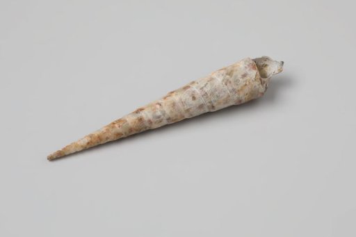 Terebra subulata shell from the wreck of the Dutch East India ship Witte Leeuw