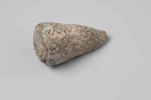 Cornus marmoreus shell from the wreck of the Dutch East India ship Witte Leeuw