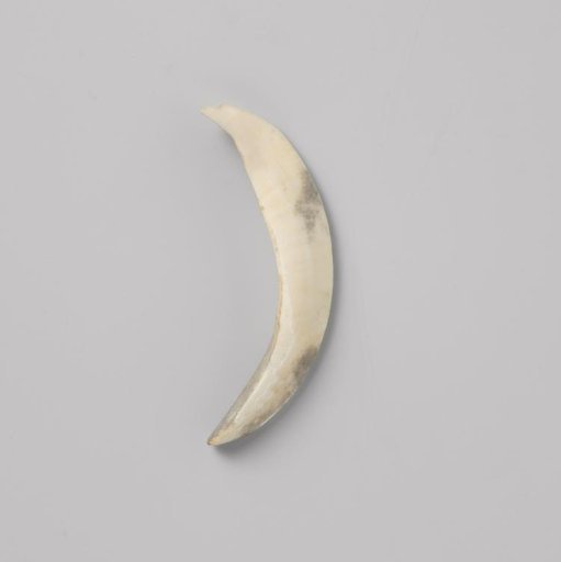 Tooth of a babirusa (pig) from the VOC ship 'Witte Leeuw'
