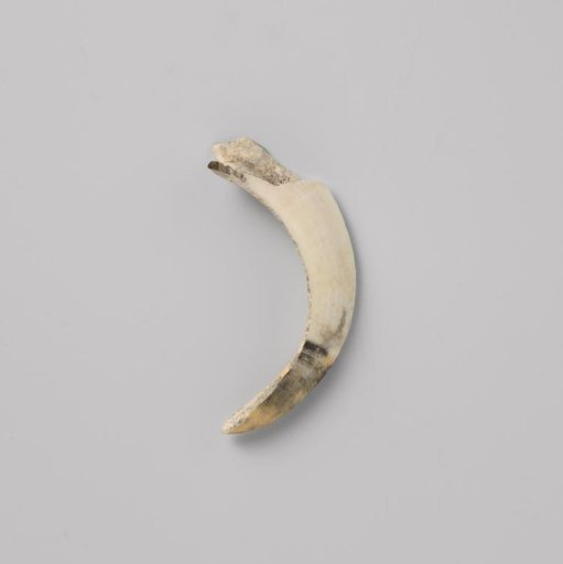 Tusk of a babirusa (pig) from the VOC ship 'Witte Leeuw'