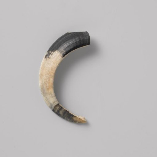 Tusk of a babirusa (pig) from the VOC ship 'Witte Leeuw'