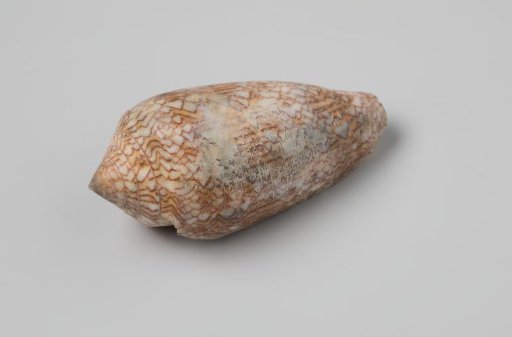 Conus textile shell from the wreck of the Dutch East India ship Witte Leeuw