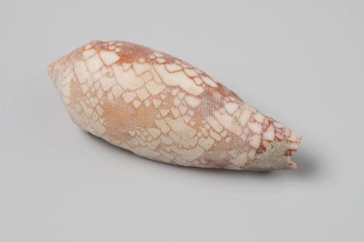 Conus episcopus shell from the wreck of the Dutch East India ship Witte Leeuw