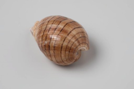 Hydatina physis shell from the wreck of the Dutch East India ship Witte Leeuw