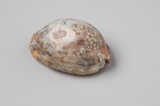 Cypraea arabica shell from the wreck of the Dutch East India ship Witte Leeuw