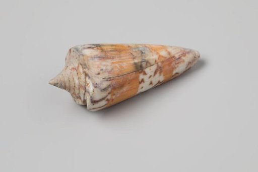 Conus generalis shell from the wreck of the Dutch East India ship Witte Leeuw