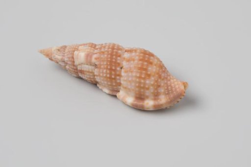 Colubraria cumingii shell from the wreck of the Dutch East India ship Witte Leeuw