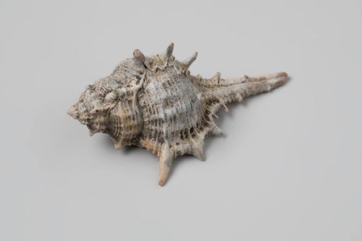 Murex ternispina shell from the wreck of the Dutch East India ship Witte Leeuw