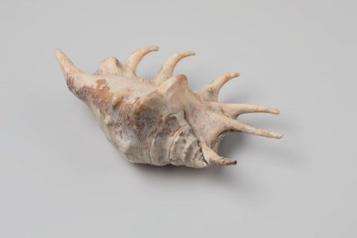 Lambis lambis shell from the wreck of the Dutch East India ship Witte Leeuw