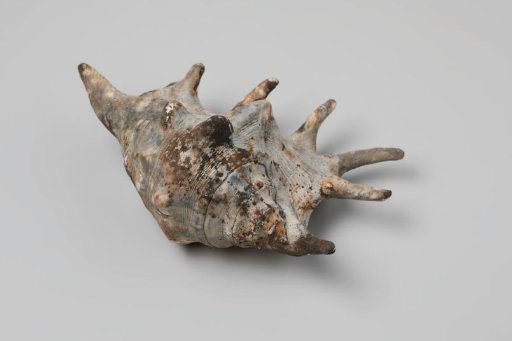 Lambis lambis shell from the wreck of the Dutch East India ship Witte Leeuw