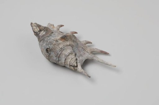 Lambis lambis shell from the wreck of the Dutch East India ship Witte Leeuw
