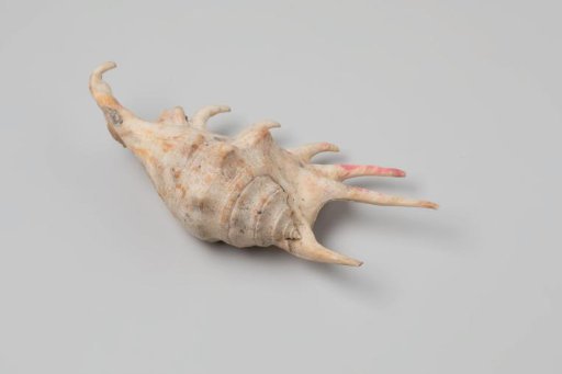 Lambis lambis shell from the wreck of the Dutch East India ship Witte Leeuw