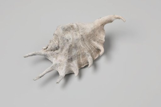 Lambis lambis shell from the wreck of the Dutch East India ship Witte Leeuw