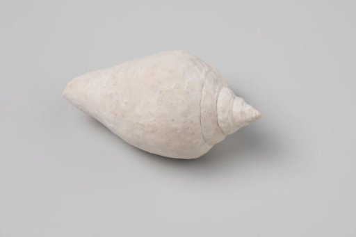 Strombus canarium shell from the wreck of the Dutch East India ship Witte Leeuw