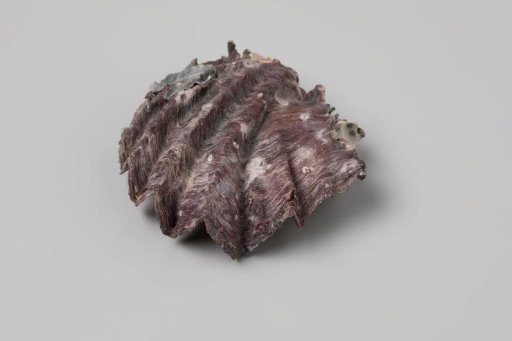 Crassostrea cristagalli shell from the wreck of the Dutch East India ship Witte Leeuw