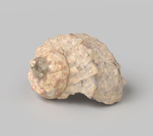 Turbo marmoratus shell from the wreck of the Dutch East India ship Witte Leeuw