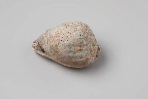 Cypraecassis testiculus shell from the wreck of the Dutch East India ship Witte Leeuw