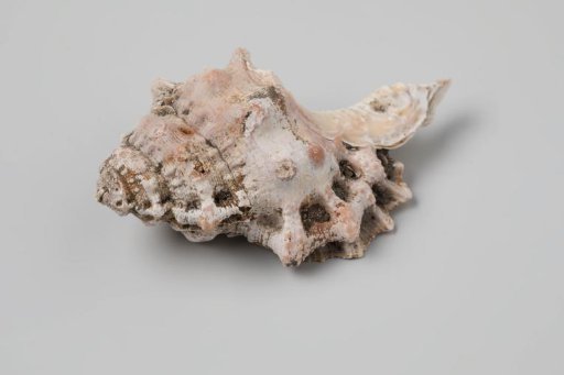 Shell, probably a Bursa rubeta, from the wreck of the Dutch East India ship Witte Leeuw