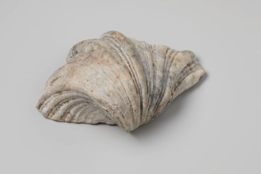 Hippopus shell from the wreck of the Dutch East India ship Witte Leeuw